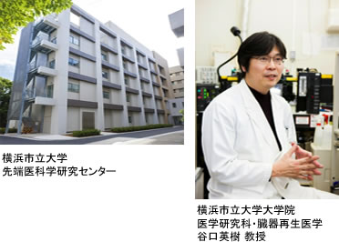 左：横浜市立大学先端医科学研究センター、右：横浜市立大学大学院医学研究科臓器再生医学谷口英樹教授
